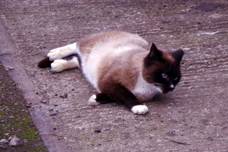 Pentrefelin cat