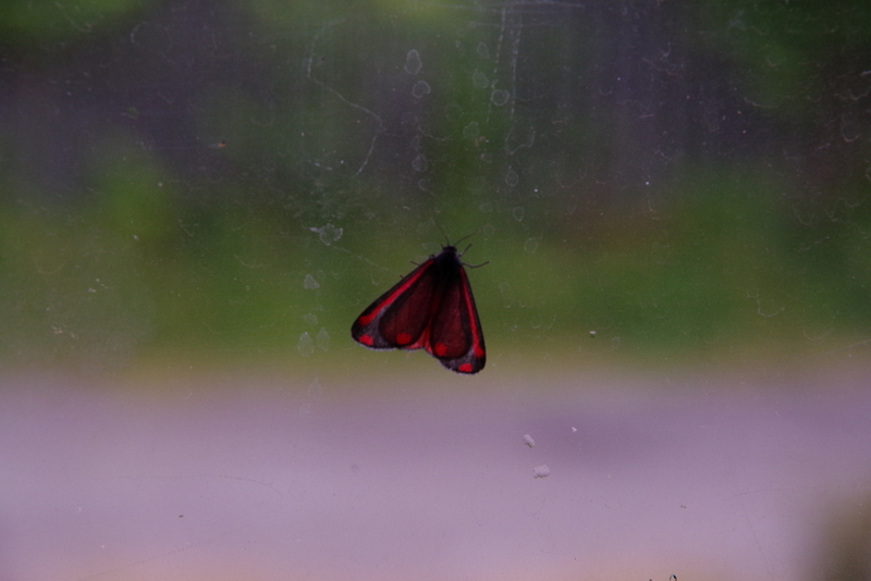 Cinnabar moth